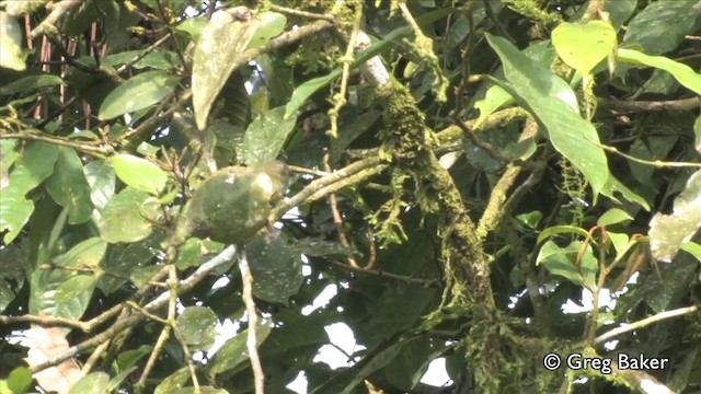 Mistletoe Tyrannulet - ML201809401