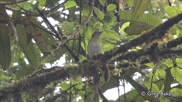 Bright-rumped Attila (Northern) - ML201809421