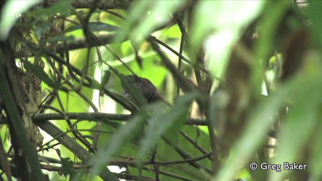 Tropfenkehl-Ameisenschlüpfer - ML201809441