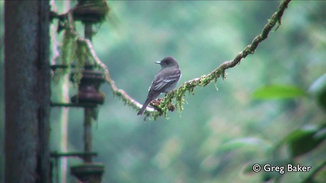 Eastern Wood-Pewee - ML201809451