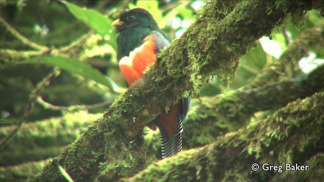 Halkalı Trogon (aurantiiventris/underwoodi) - ML201809461