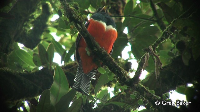 Halkalı Trogon (aurantiiventris/underwoodi) - ML201809471