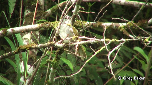 Black-striped Sparrow - ML201809481