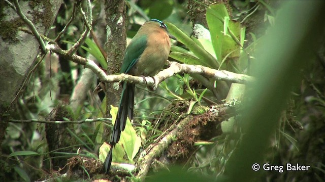 Lesson's Motmot - ML201809511