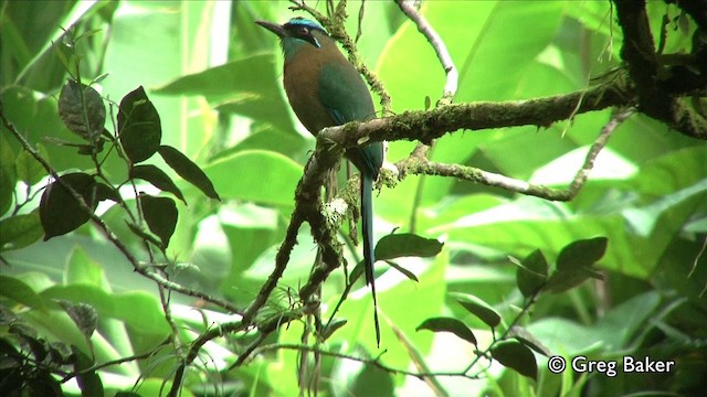 Lesson's Motmot - ML201809521