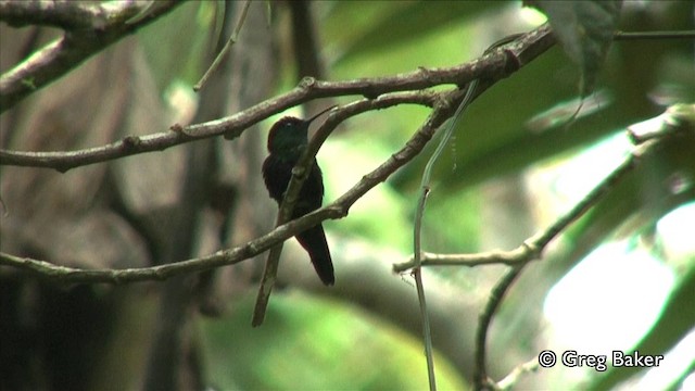 kolibřík vidloocasý (ssp. venusta/townsendi) - ML201809531