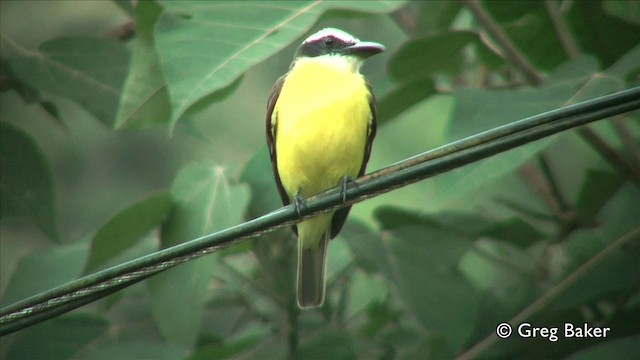 båtnebbtyrann (mexicanus gr.) - ML201809541