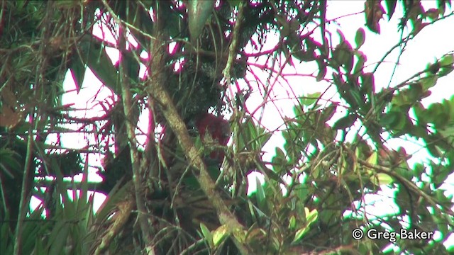 Hepatic Tanager (Highland) - ML201809561