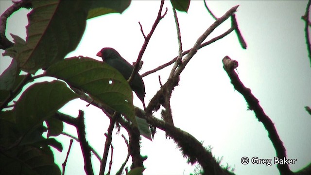 Slate-colored Grosbeak - ML201809571