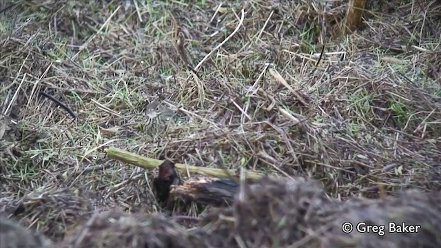 American Pipit (rubescens Group) - ML201809581