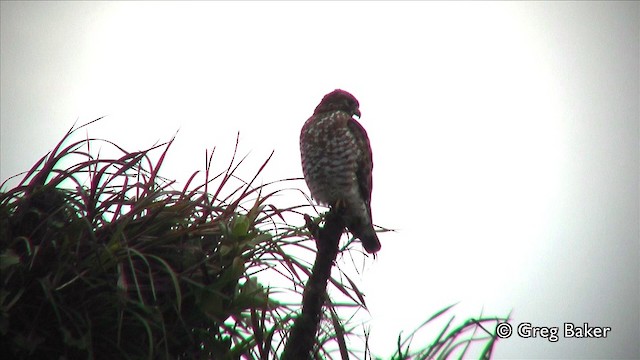 káně širokokřídlá (ssp. platypterus) - ML201809601