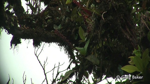 Colibrí Coroniblanco - ML201809641