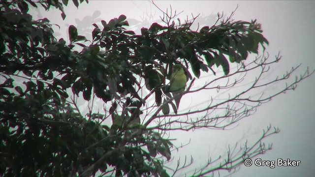 Orange-chinned Parakeet - ML201809651