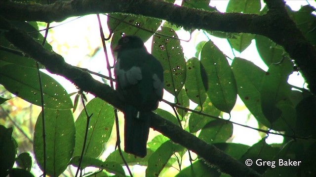 Slaty-tailed Trogon (Massena) - ML201809661