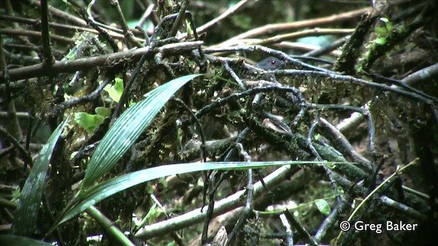 Dull-mantled Antbird - ML201809671