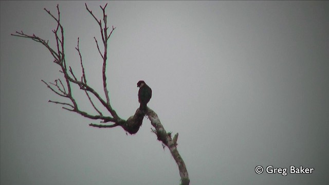 Bat Falcon - ML201809691