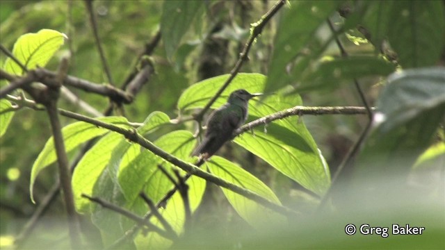 Bronz Kuyruklu Tüylü Kolibri - ML201809731