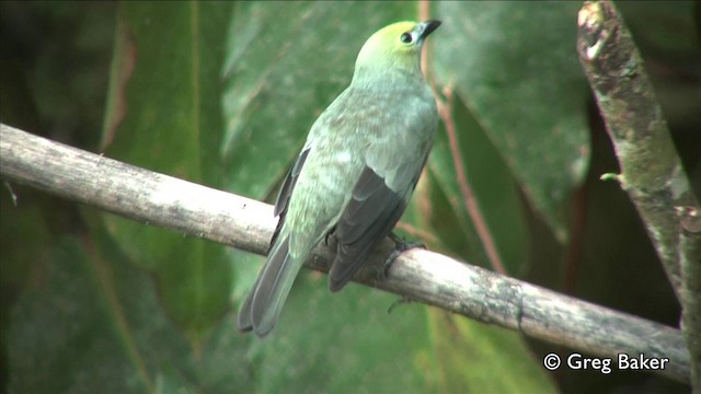 Palm Tanager - ML201809751