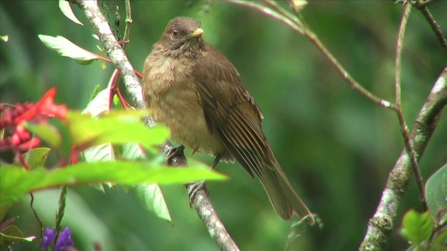 Clay-colored Thrush - ML201809791