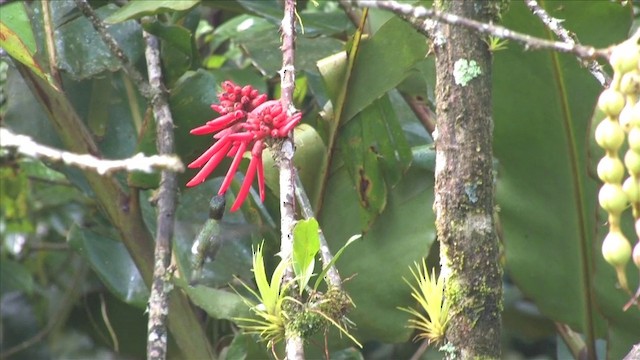 Colibrí Piquilargo - ML201809821