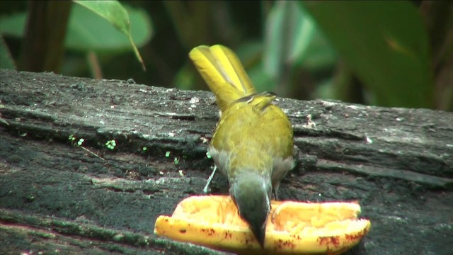 Buff-throated Saltator - ML201809861