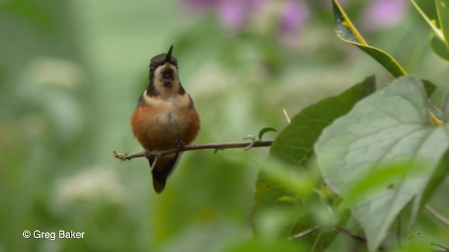 Colibrí de Mitchell - ML201809881