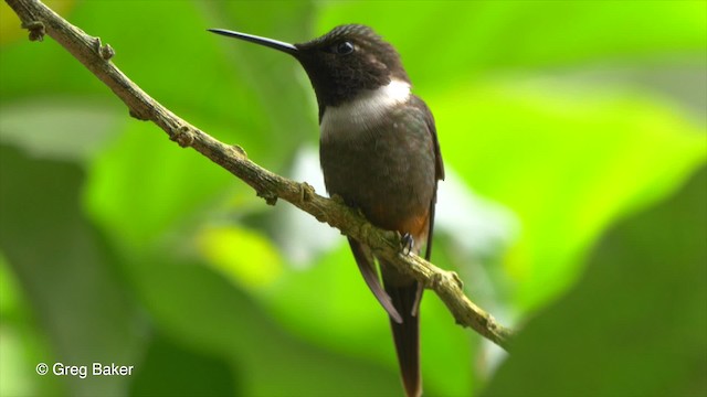 Purple-throated Woodstar - ML201809891