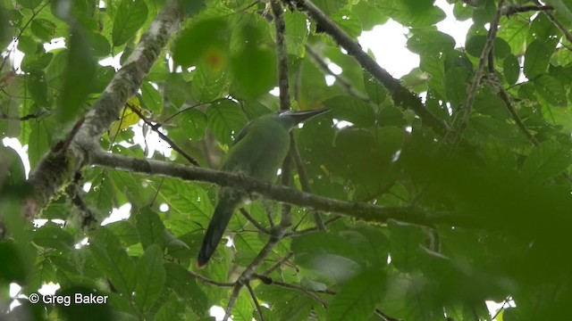 Chestnut-tipped Toucanet - ML201809901