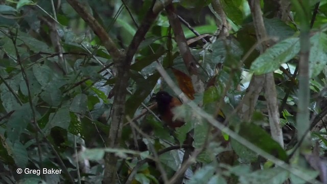 Cocha Antshrike - ML201809911