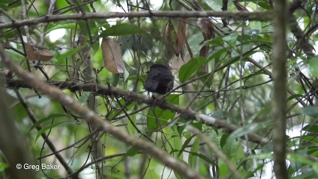 Cocha Antshrike - ML201809921