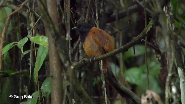 Batará de Cocha - ML201809931