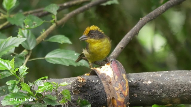 Atlapetes Tricolor (crassus) - ML201809941