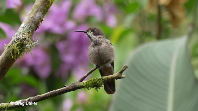 Colibrí Pardo - ML201809971