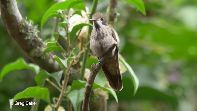 Colibri de Delphine - ML201809981