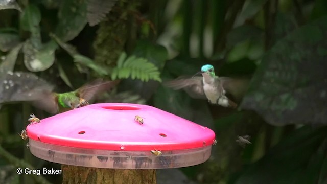 kolibřík andský - ML201810011