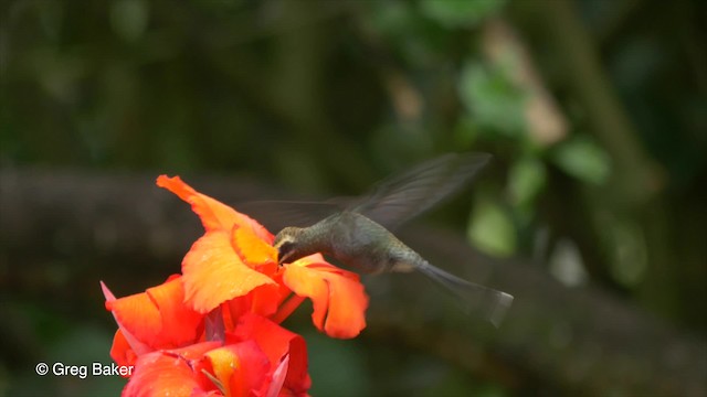 kolibřík bělovousý - ML201810041