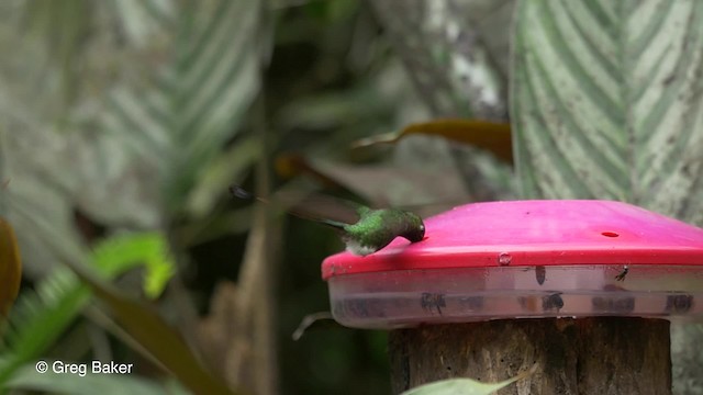 Colibrí de Raquetas Faldiblanco - ML201810051