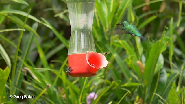 Western Emerald - ML201810061