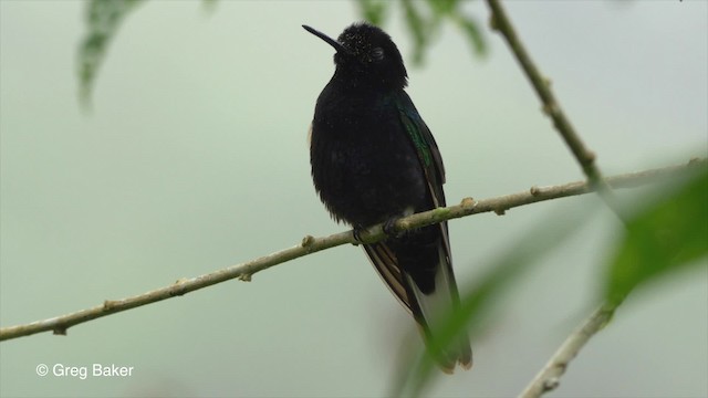 Colibrí Sietecolores - ML201810071