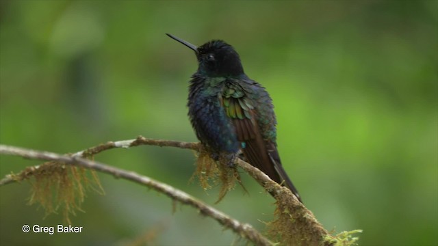 Colibrí Sietecolores - ML201810081