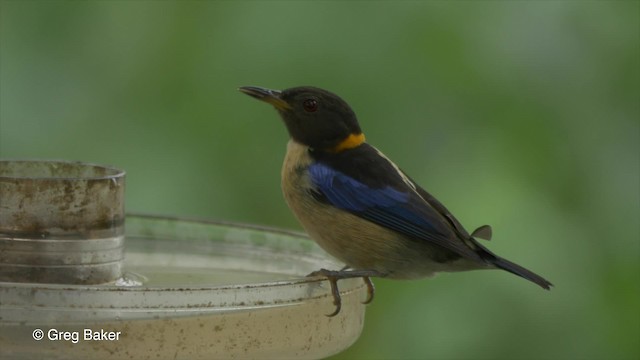 Golden-collared Honeycreeper - ML201810091