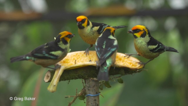 Flame-faced Tanager (Yellow-faced) - ML201810111