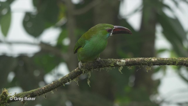 Crimson-rumped Toucanet - ML201810121