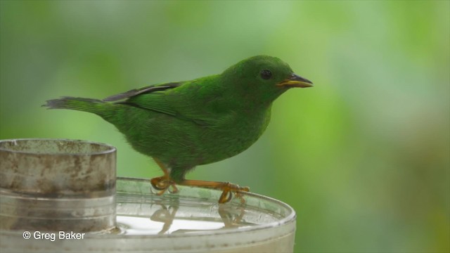 Glistening-green Tanager - ML201810131