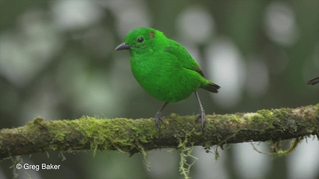 Glistening-green Tanager - ML201810141