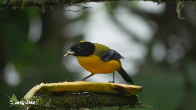 Black-chinned Mountain Tanager - ML201810151