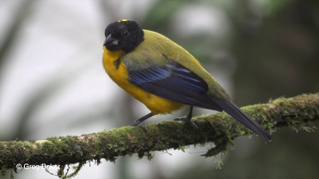 Black-chinned Mountain Tanager - ML201810161