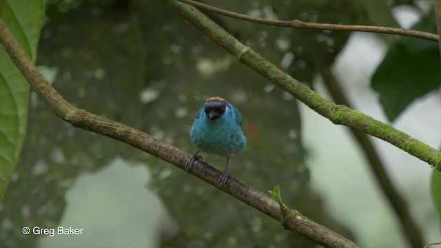 Golden-naped Tanager (Golden-naped) - ML201810201