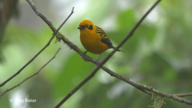 Golden Tanager (aurulenta Group) - ML201810211