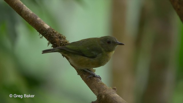 Golden-collared Honeycreeper - ML201810221